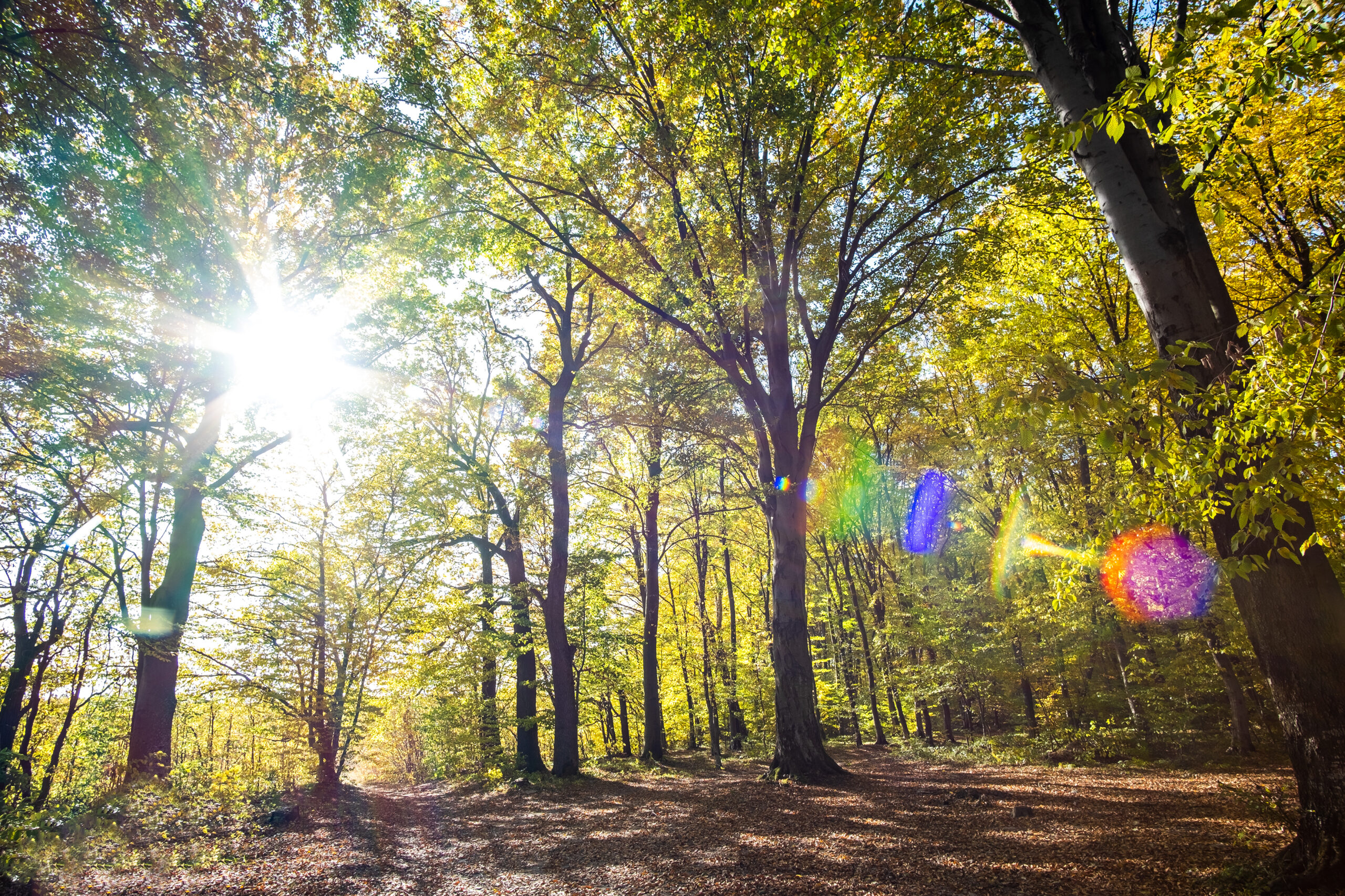 Autumn forest with bright orange and yellow leaves. Dense woods with thick canopies in sunny fall weather.